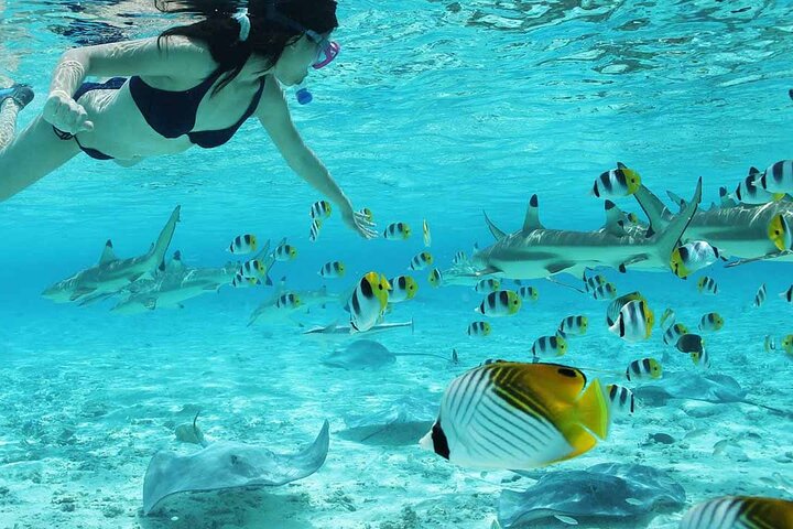 Bora Bora Full Day Snorkeling with Lunch