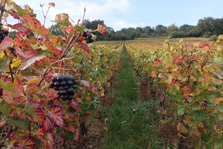 Private tour in Burgundy with your professional guide!