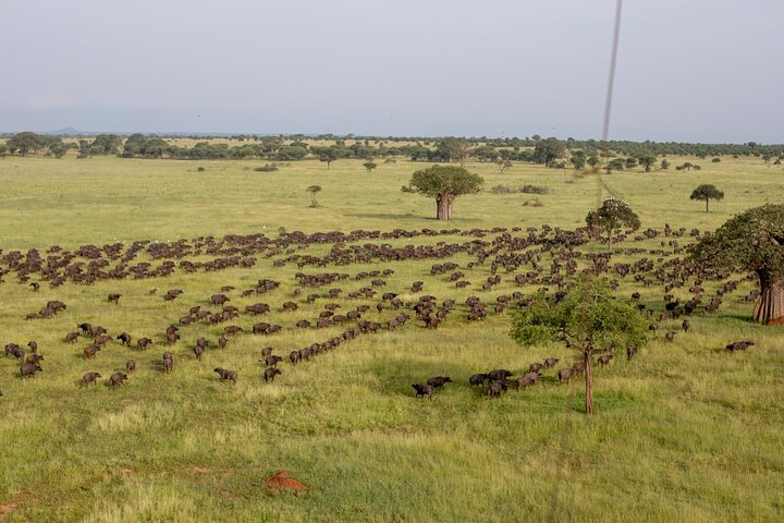 Balloon Safari & Bush Breakfast in Tarangire - Miracle Experience