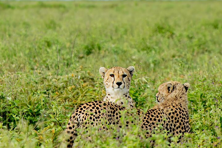 Balloon Safari & Bush Breakfast in Tarangire - Miracle Experience