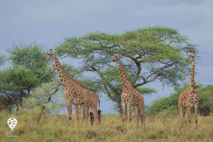 Balloon Safari & Bush Breakfast in Tarangire - Miracle Experience