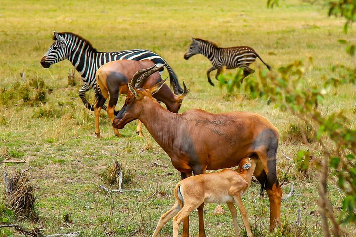 8-Days Private Kenya Safari Tour