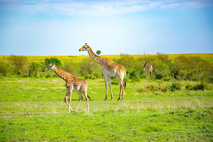 8-Days Private Kenya Safari Tour