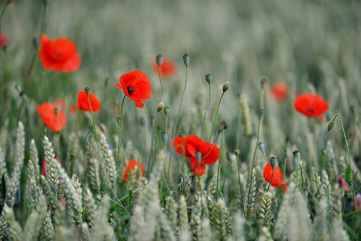 Ypres Battlefields and Passchendaele Museum Full Day Tour