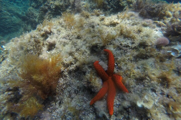Kayak & Snorkel Tour, Costa Brava — Sant Feliu de Guíxols