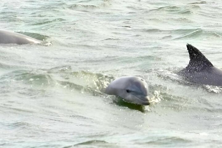 EARLY BIRD SPECIAL: Speed Boat & Dolphin Cruise in Ocean City, MD
