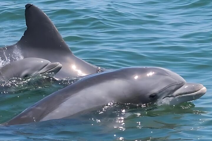 EARLY BIRD SPECIAL: Speed Boat & Dolphin Cruise in Ocean City, MD
