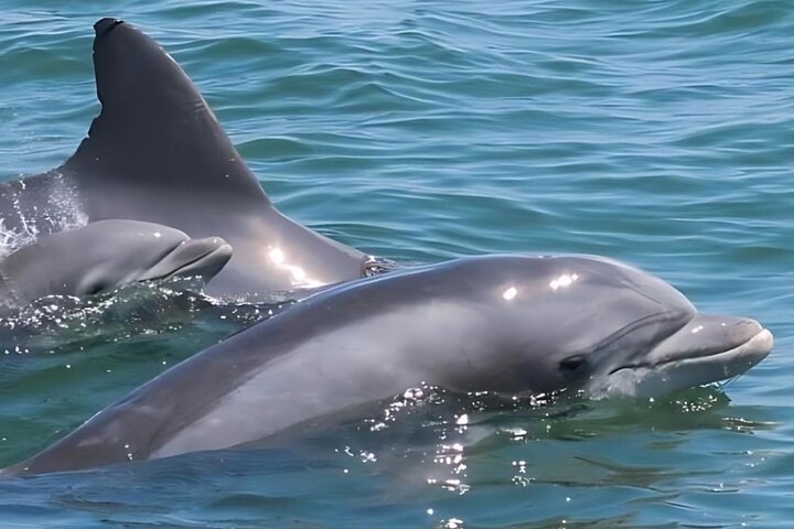45-Minute Sea Rocket Speed Boat & Dolphin Cruise in Ocean City MD