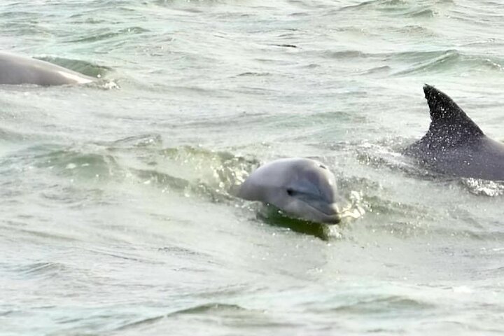 45-Minute Sea Rocket Speed Boat & Dolphin Cruise in Ocean City MD