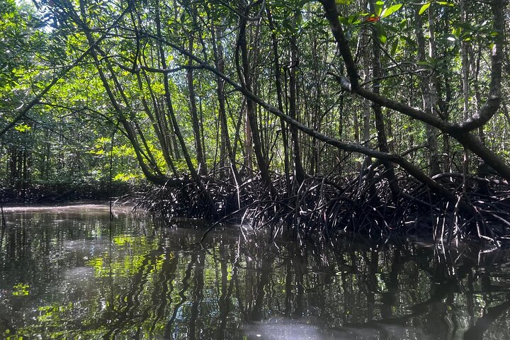 Mangrove Tour by Kayaking in Ko Lanta With Lunch