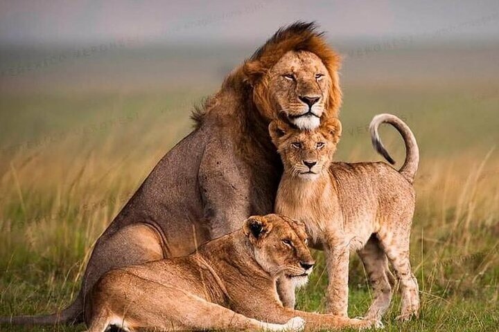 Private Safari and Game Drive Masai Mara