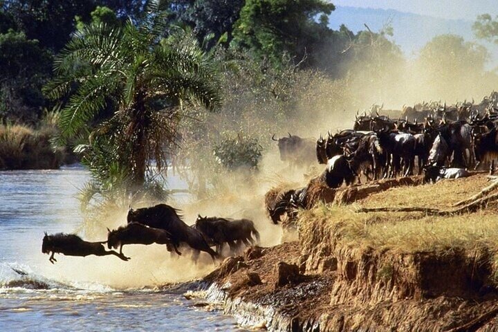 Private Safari and Game Drive Masai Mara