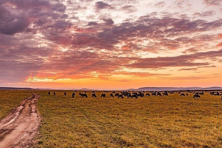 Private Safari and Game Drive Masai Mara