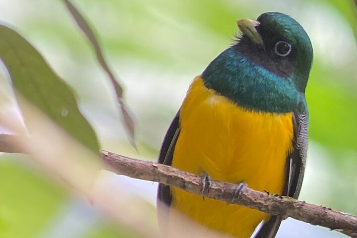 Explore Panama Canal and Gatun Lake with Rainforest Jungle Walk