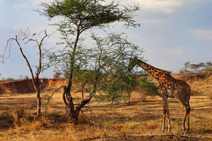 6 days Tarangire Ngorongoro Crater and Serengeti National Park