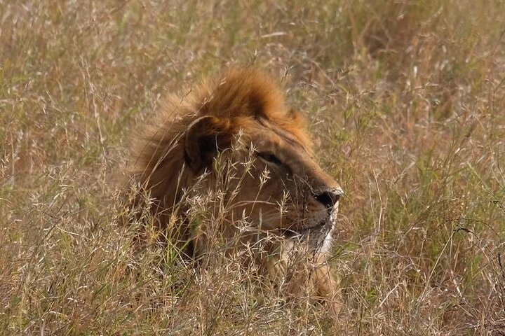 6 days Tarangire Ngorongoro Crater and Serengeti National Park