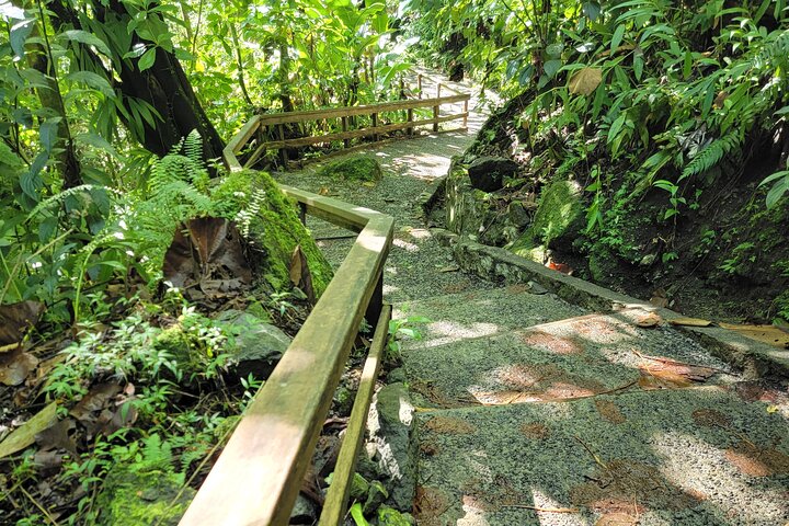Scenic Tour of City and Rainforest, Waterfall, Sulphur Springs .