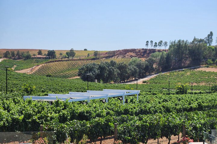 Temecula Wine Tour Voted Best!