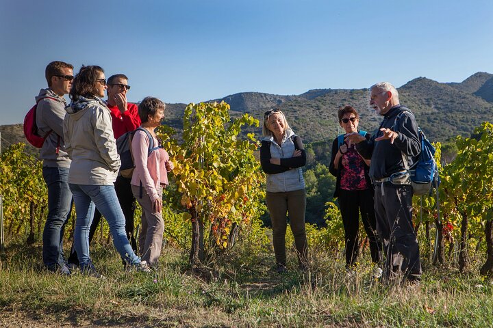Walks in the heart of the secret vineyards around Collioure, tastings
