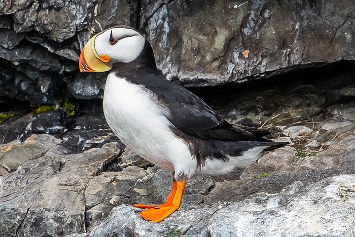 Captain's Choice Kenai Fjords National Park Tour from Seward