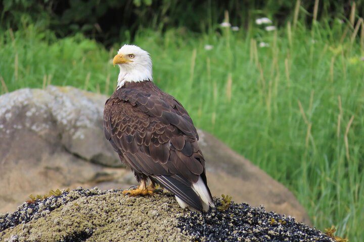 Sitka Whale Watch and Sea Otter Quest