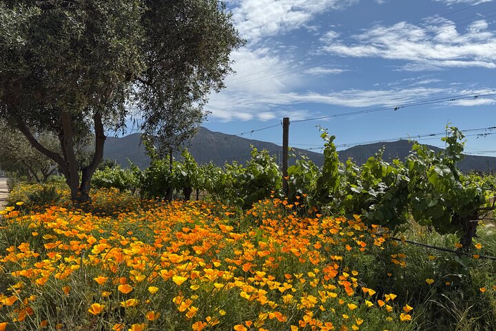 Taste 10 Types of Wine in 3 exclusive Casablanca’s Vineyard