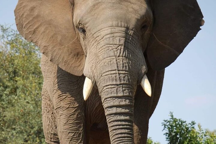 Addo Elephant National Park and Kragga Kamma Game Park Tour