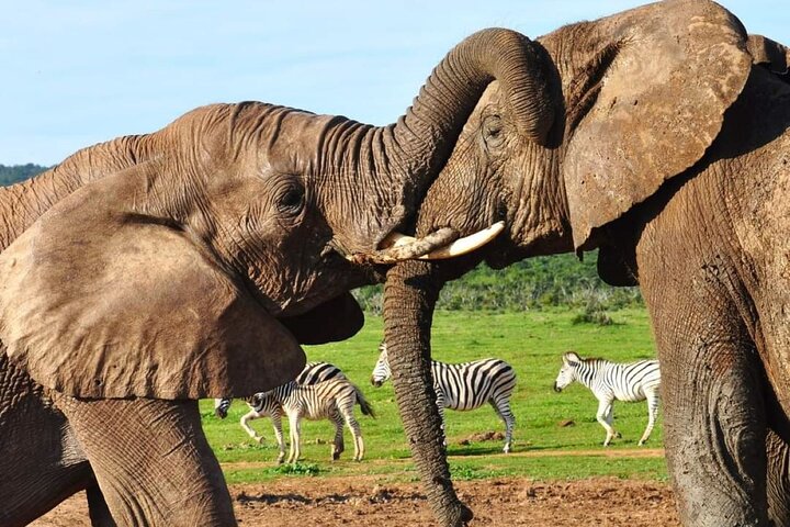 Addo Elephant National Park and Kragga Kamma Game Park Tour