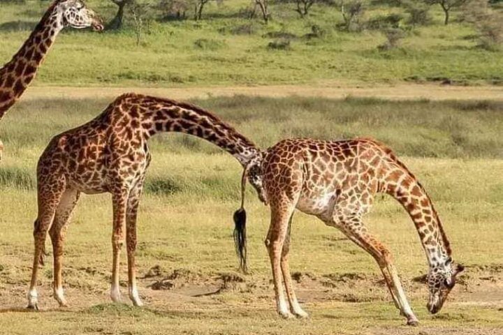 Addo Elephant National Park and Kragga Kamma Game Park Tour