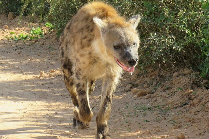 Addo Elephant National Park and Kragga Kamma Game Park Tour