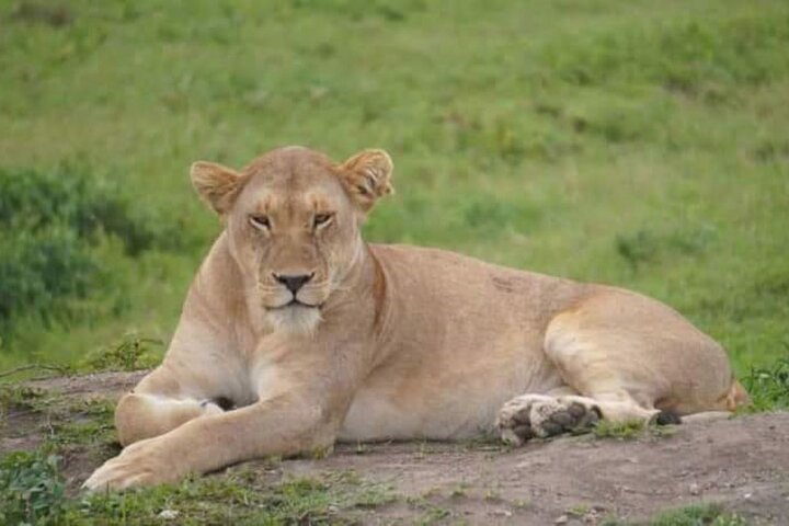 Addo Elephant National Park and Kragga Kamma Game Park Tour