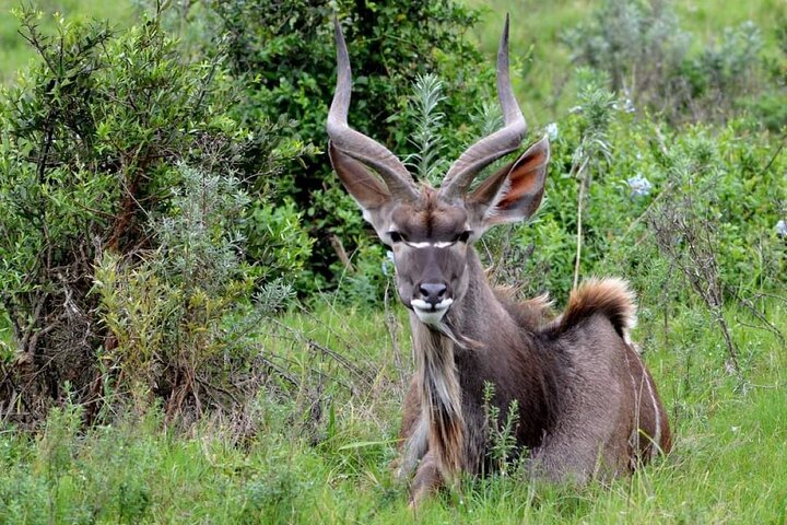 Addo Elephant National Park and Kragga Kamma Game Park Tour