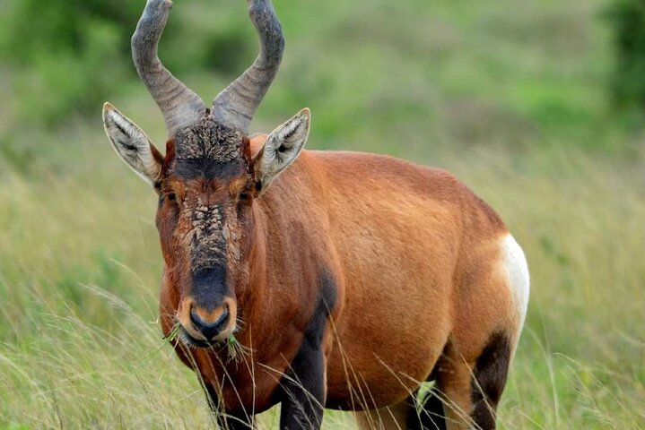 Addo Elephant National Park and Kragga Kamma Game Park Tour