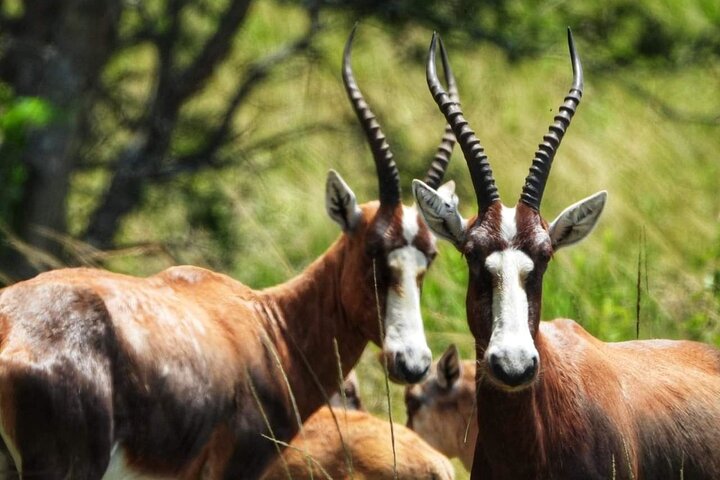 Addo Elephant National Park and Kragga Kamma Game Park Tour