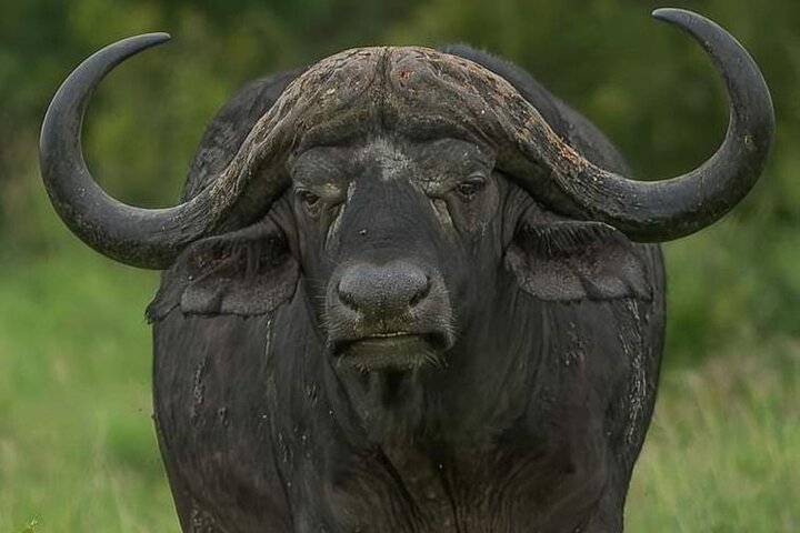 Addo Elephant National Park and Kragga Kamma Game Park Tour