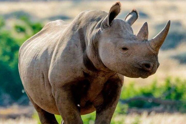 Addo Elephant National Park and Kragga Kamma Game Park Tour