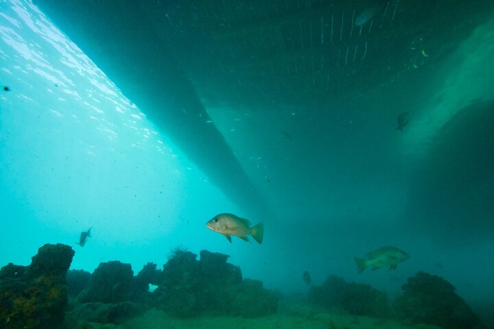 Ponton Day Trip SWIM with fish’s All meals included with LYVAI