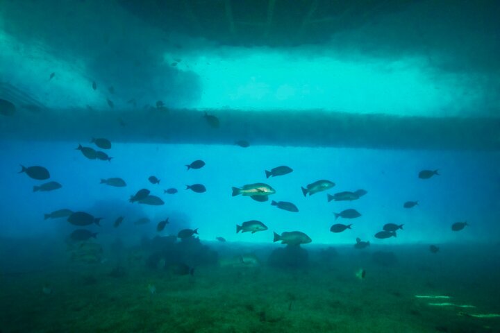 Ponton Day Trip SWIM with fish’s All meals included with LYVAI
