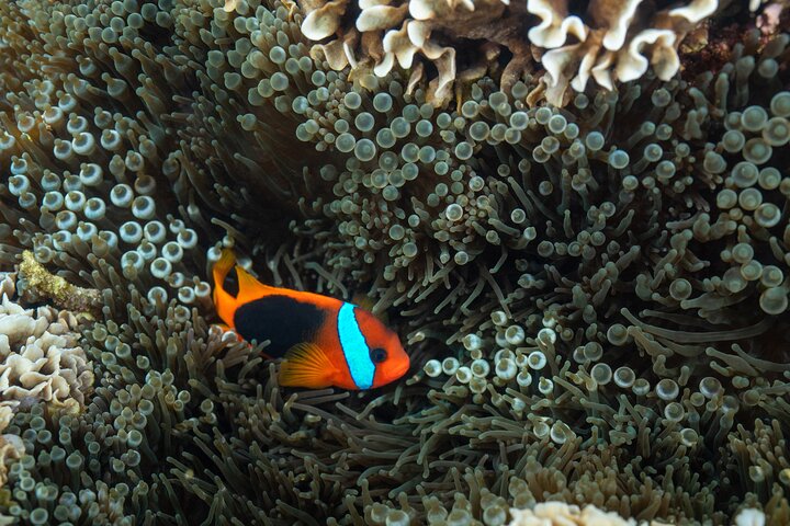 Ponton Day Trip SWIM with fish’s All meals included with LYVAI
