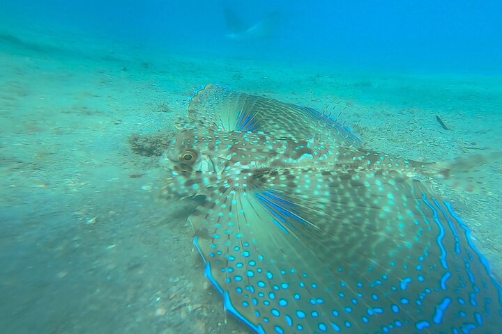 Guided Snorkel Tour Phil Foster Park (HIGH TIDE ONLY-FREE VIDEOS)