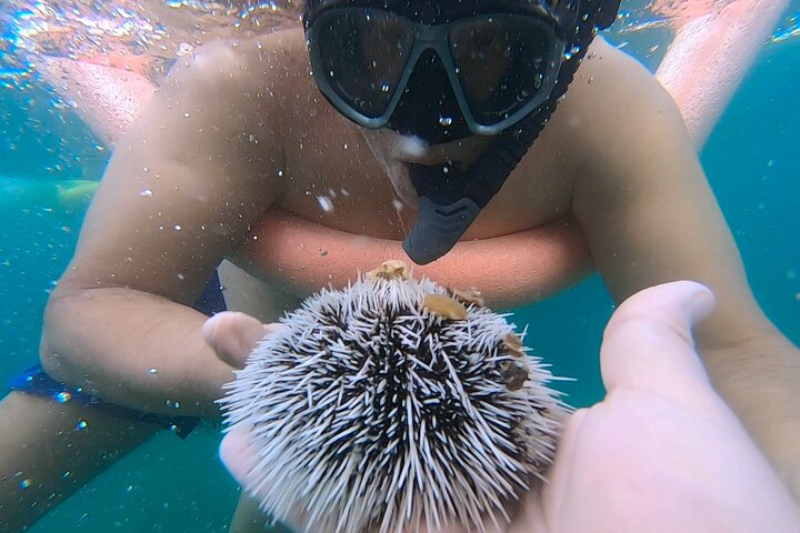 Guided Snorkel Tour Phil Foster Park (HIGH TIDE ONLY-FREE VIDEOS)