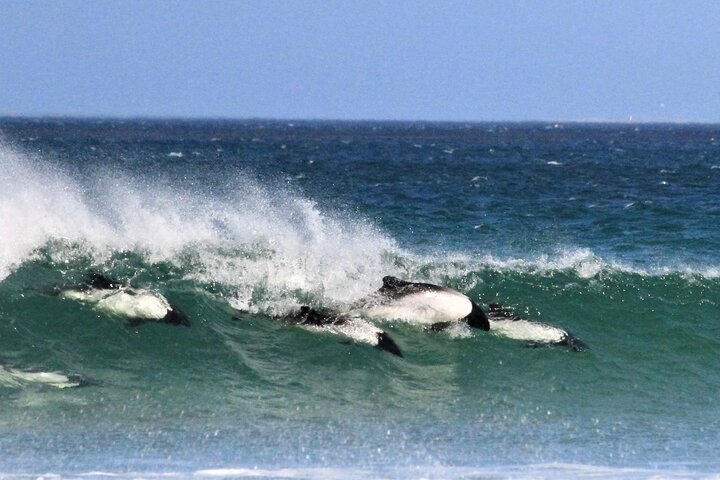 Let the Bertha’s Beach Penguins Make You Smile