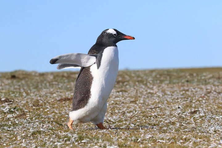 Let the Bertha’s Beach Penguins Make You Smile