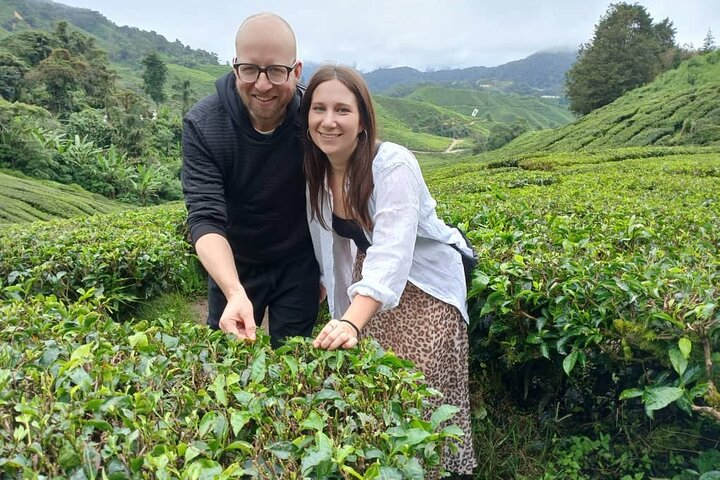 Cameron Highland Private Day Tour From Ipoh