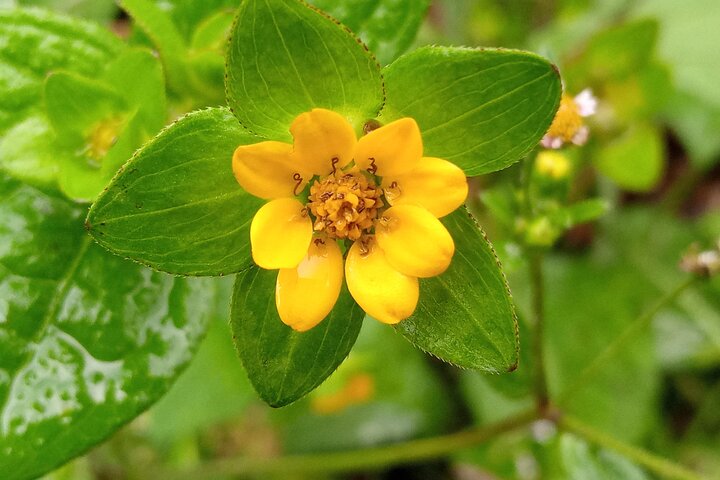 Monteverde Cloud Forest Guided Nature Walk with Expert Naturalist