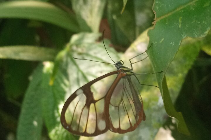 Monteverde Cloud Forest Guided Nature Walk with Expert Naturalist