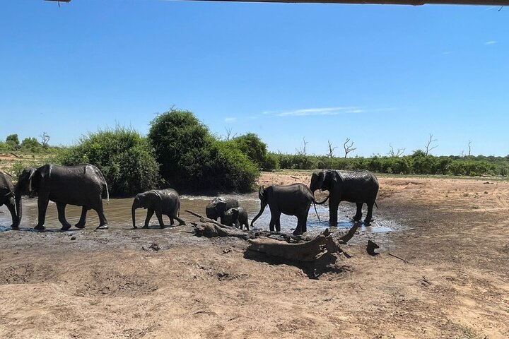 Chobe Day Trip Safari from Livingstone