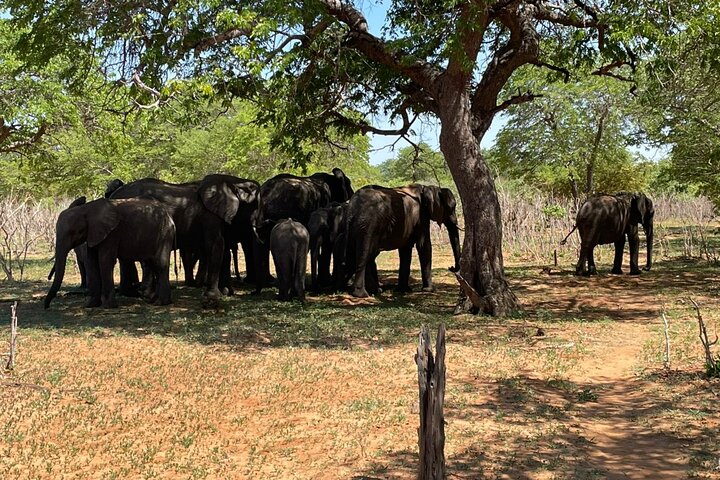 Chobe Day Trip Safari from Livingstone