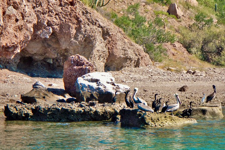 Coronado Island and Snorkel Tour