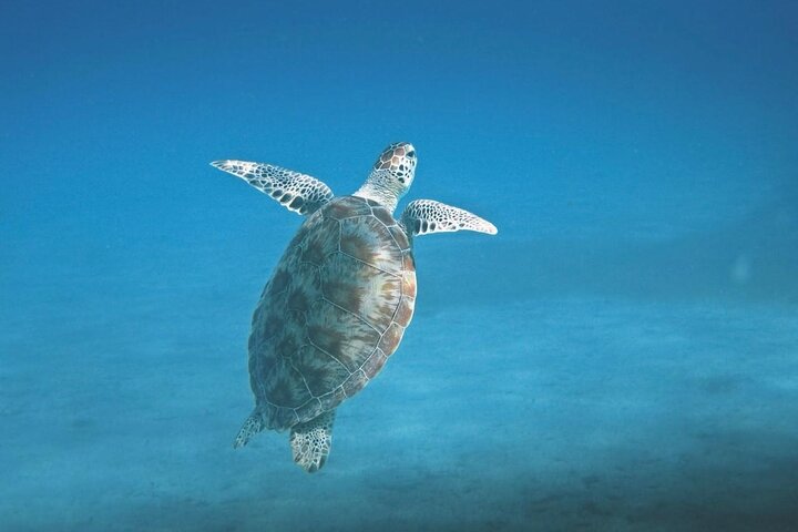 Coronado Island and Snorkel Tour
